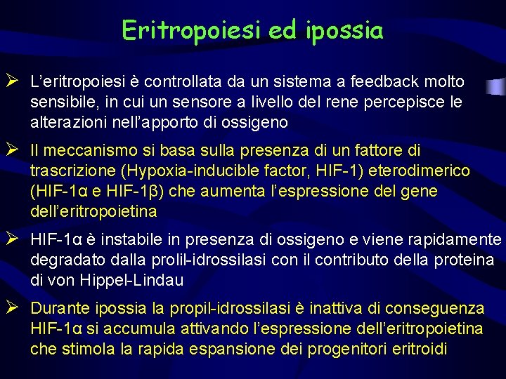 Eritropoiesi ed ipossia Ø L’eritropoiesi è controllata da un sistema a feedback molto sensibile,