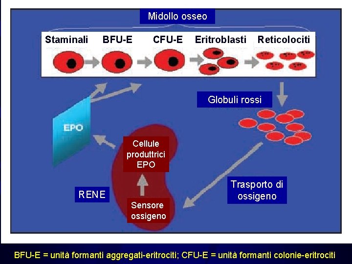 Midollo osseo Staminali BFU-E CFU-E Eritroblasti Reticolociti Globuli rossi Cellule produttrici EPO RENE Sensore