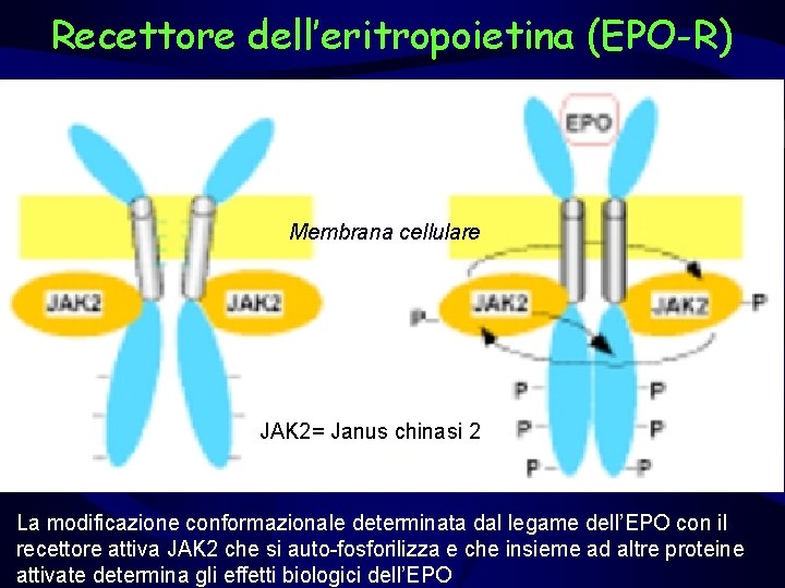 Recettore dell’eritropoietina (EPO-R) Membrana cellulare JAK 2= Janus chinasi 2 La modificazione conformazionale determinata