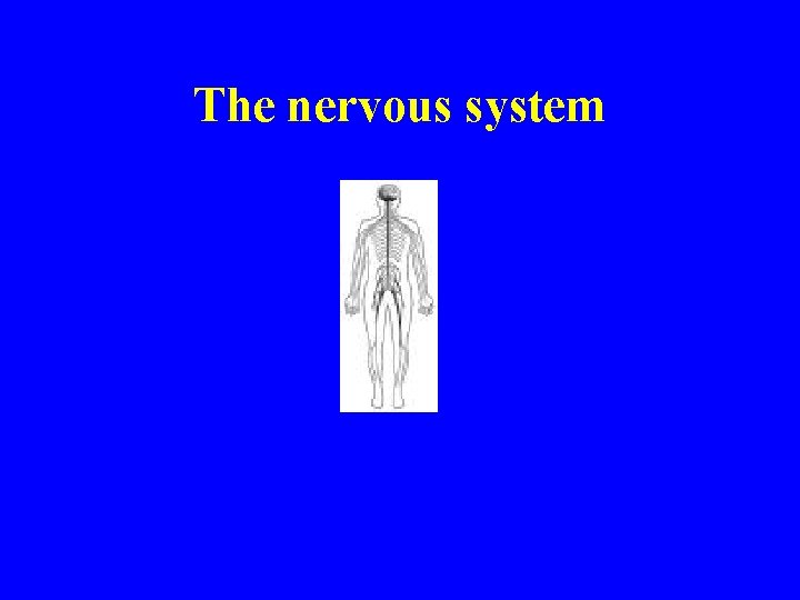 The nervous system 