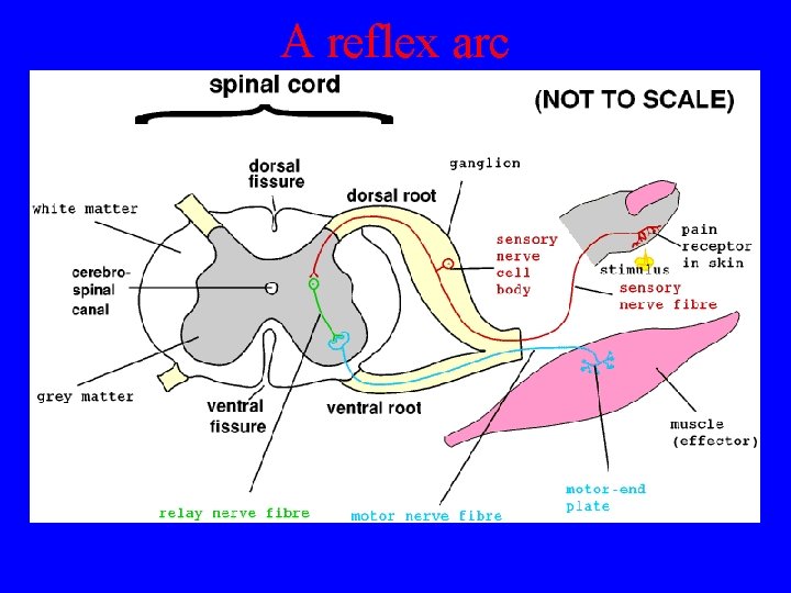 A reflex arc 