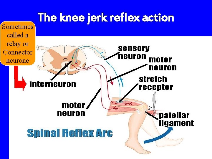 Sometimes called a relay or Connector neurone The knee jerk reflex action 