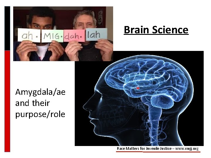 Brain Science Amygdala/ae and their purpose/role Race Matters for Juvenile Justice – www. rmjj.