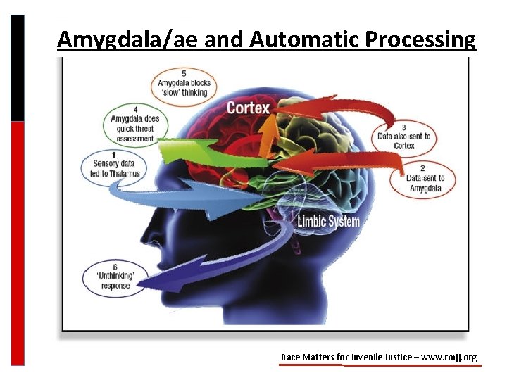 Amygdala/ae and Automatic Processing Race Matters for Juvenile Justice – www. rmjj. org 