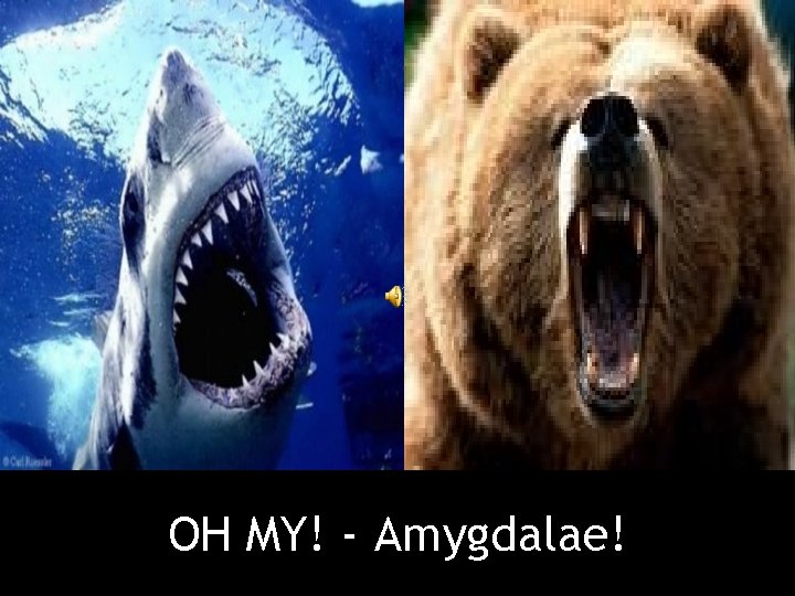 OH MY! - Amygdalae! 