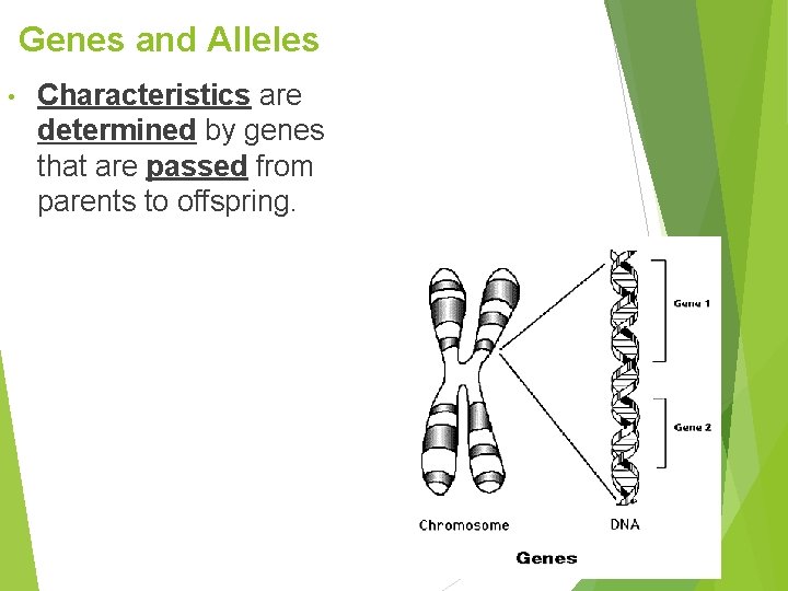 Genes and Alleles • Characteristics are determined by genes that are passed from parents