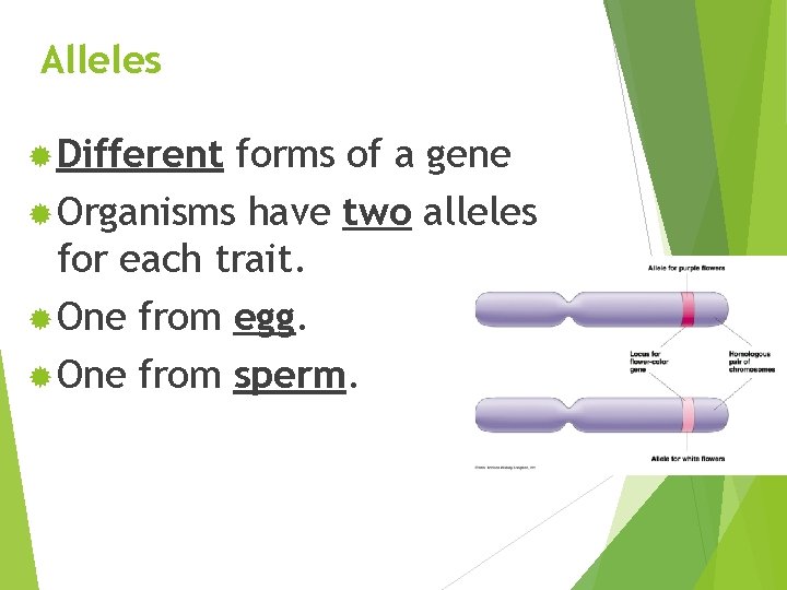 Alleles ® Different forms of a gene ® Organisms have two alleles for each