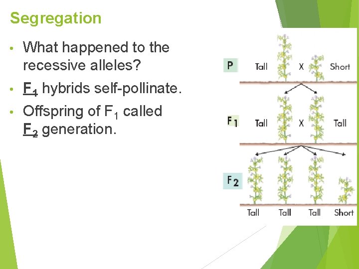 Segregation • What happened to the recessive alleles? • F 1 hybrids self-pollinate. •
