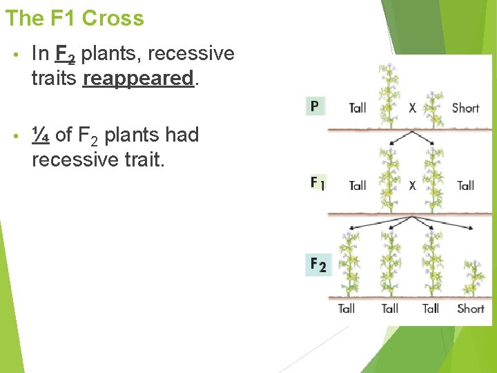 The F 1 Cross • In F 2 plants, recessive traits reappeared. • ¼