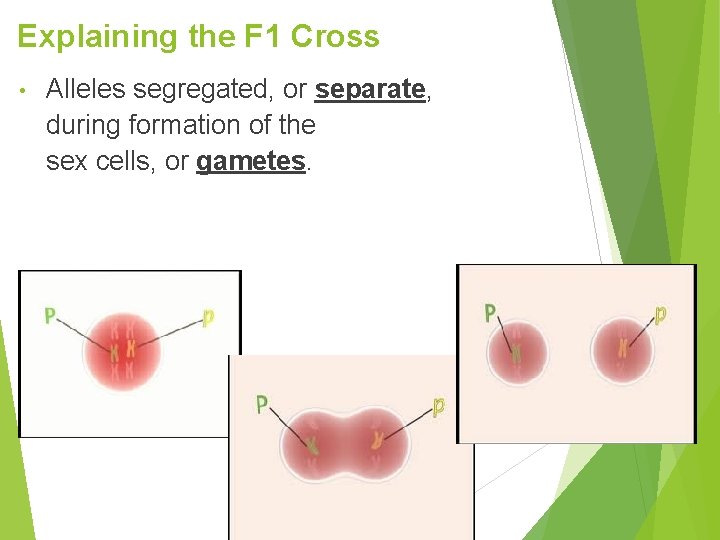 Explaining the F 1 Cross • Alleles segregated, or separate, during formation of the