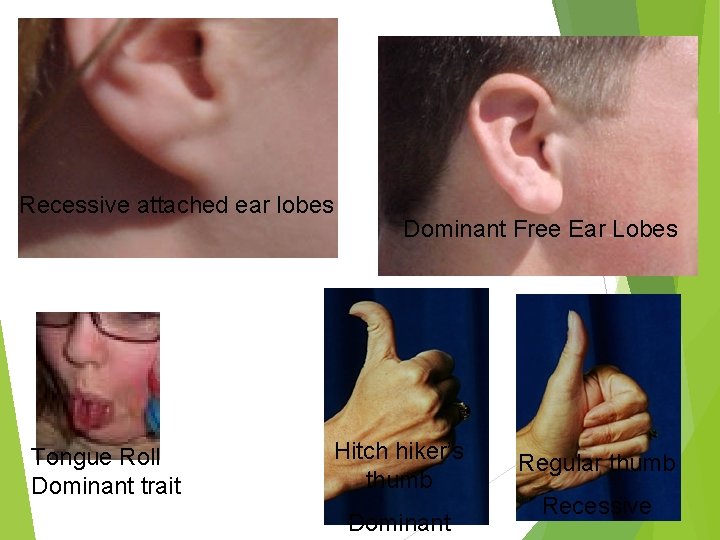 Recessive attached ear lobes Tongue Roll Dominant trait Dominant Free Ear Lobes Hitch hiker’s