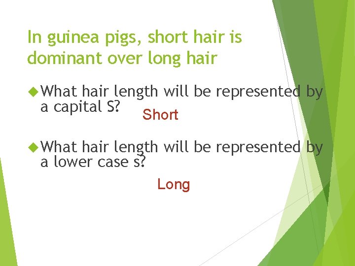 In guinea pigs, short hair is dominant over long hair What hair length will