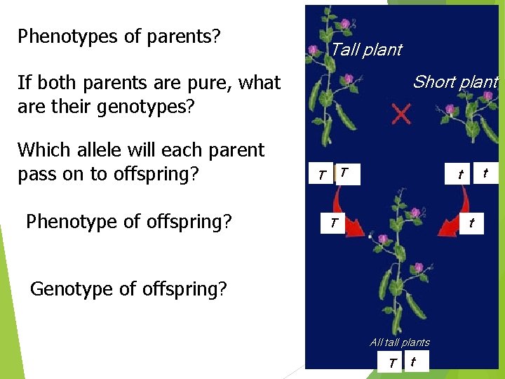 Phenotypes of parents? Tall plant If both parents are pure, what are their genotypes?