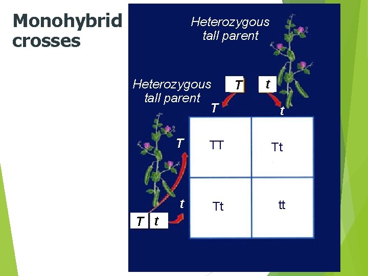 Monohybrid crosses Heterozygous tall parent T T t t T TT Tt tt 