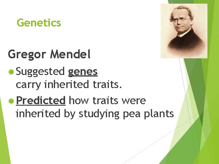 Genetics Gregor Mendel ® Suggested genes carry inherited traits. ® Predicted how traits were