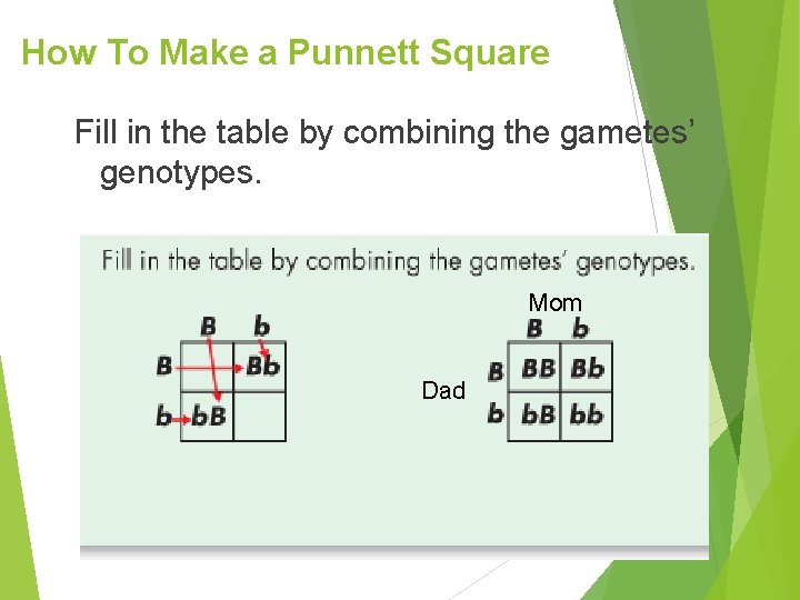 How To Make a Punnett Square Fill in the table by combining the gametes’