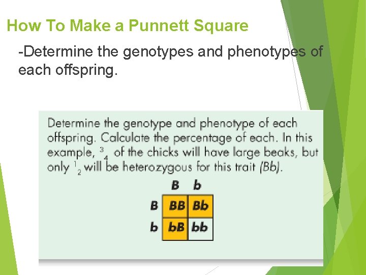 How To Make a Punnett Square -Determine the genotypes and phenotypes of each offspring.