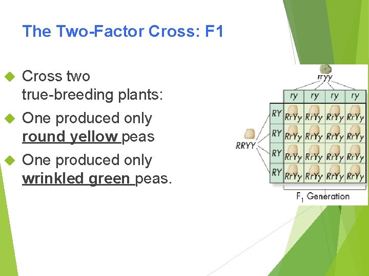 The Two-Factor Cross: F 1 Cross two true-breeding plants: One produced only round yellow