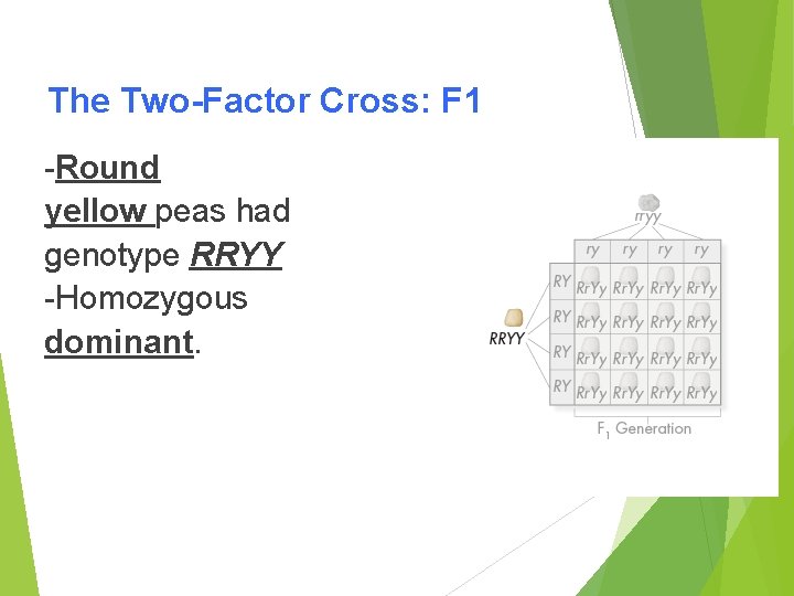 The Two-Factor Cross: F 1 -Round yellow peas had genotype RRYY -Homozygous dominant. 