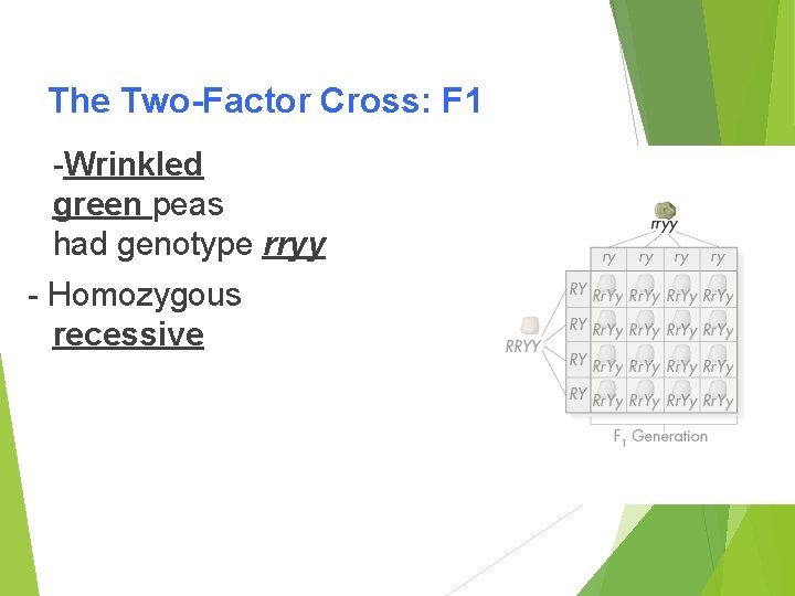 The Two-Factor Cross: F 1 -Wrinkled green peas had genotype rryy - Homozygous recessive