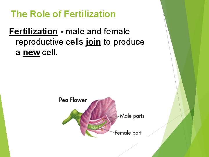 The Role of Fertilization - male and female reproductive cells join to produce a