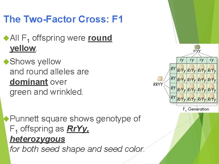 The Two-Factor Cross: F 1 All F 1 offspring were round yellow. Shows yellow