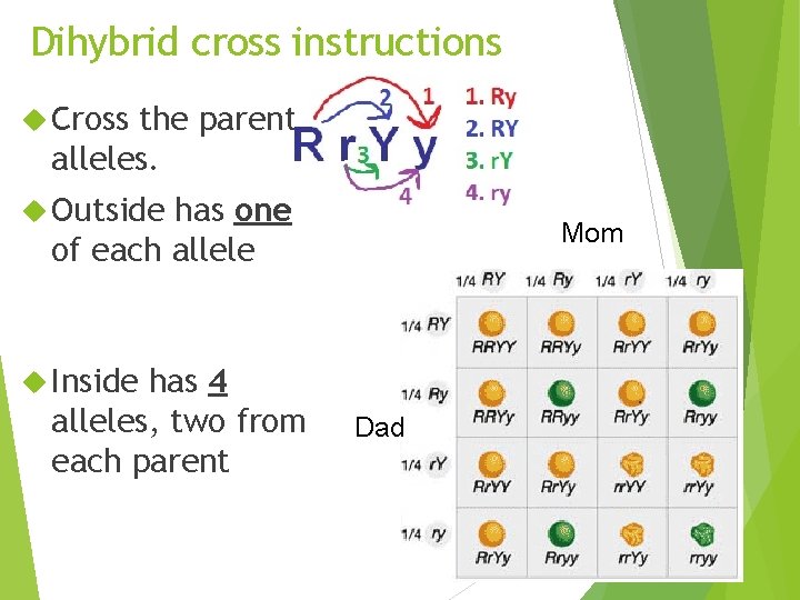 Dihybrid cross instructions Cross the parent alleles. Outside has one of each allele has