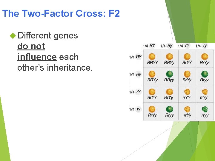 The Two-Factor Cross: F 2 Different genes do not influence each other’s inheritance. 