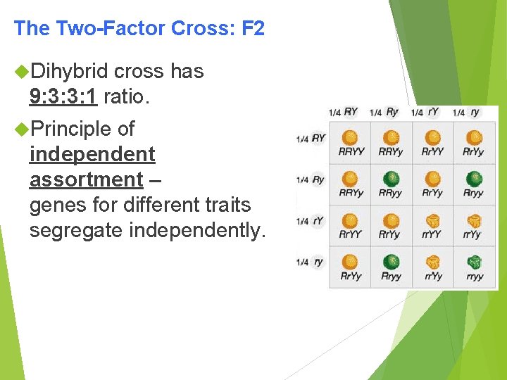 The Two-Factor Cross: F 2 Dihybrid cross has 9: 3: 3: 1 ratio. Principle