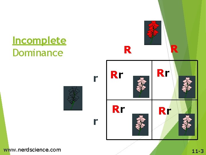 Incomplete Dominance r r www. nerdscience. com R R Rr Rr 11 -3 