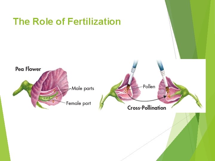 The Role of Fertilization 