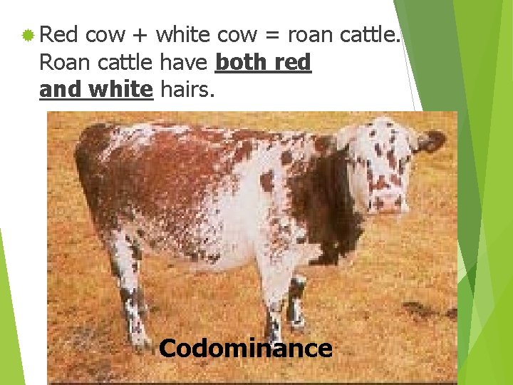 ® Red cow + white cow = roan cattle. Roan cattle have both red