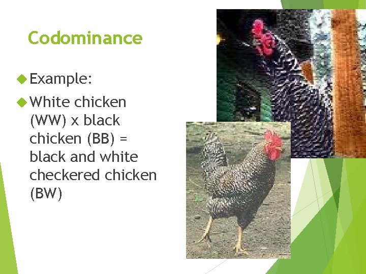 Codominance Example: White chicken (WW) x black chicken (BB) = black and white checkered