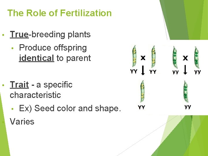 The Role of Fertilization • True-breeding plants • • Trait - a specific characteristic