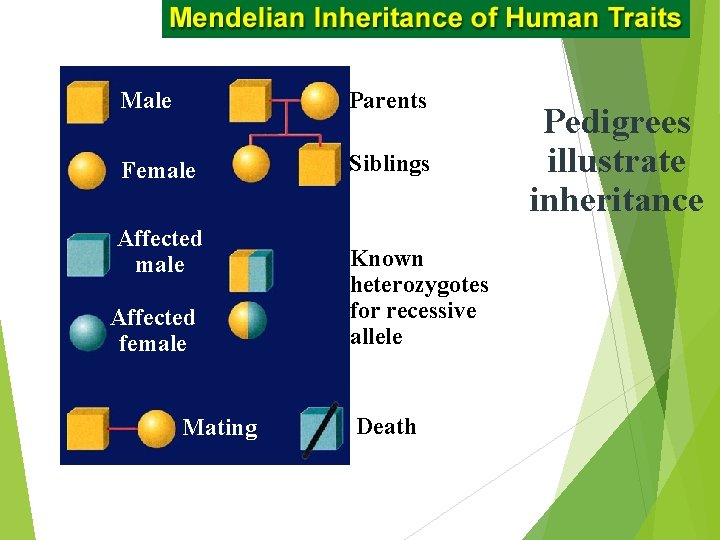 Male Parents Female Siblings Affected male Affected female Mating Known heterozygotes for recessive allele