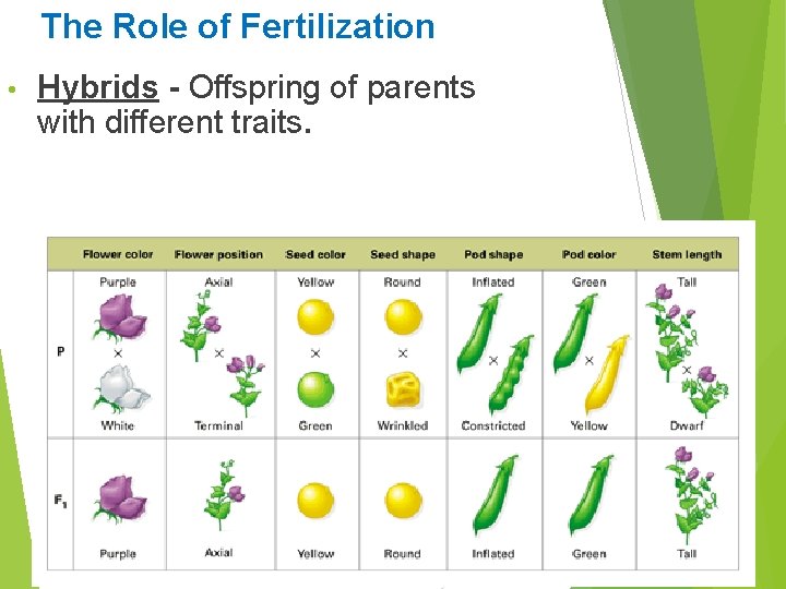 The Role of Fertilization • Hybrids - Offspring of parents with different traits. 