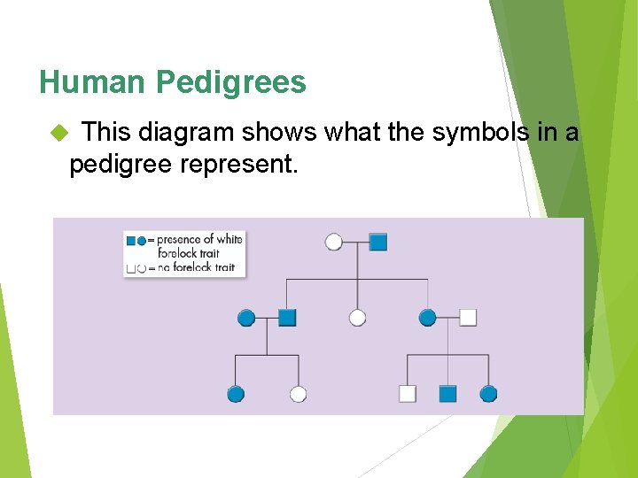 Human Pedigrees This diagram shows what the symbols in a pedigree represent. 