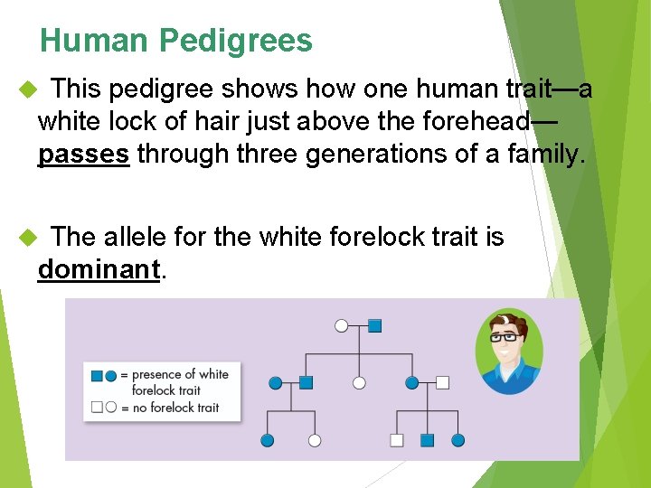 Human Pedigrees This pedigree shows how one human trait—a white lock of hair just