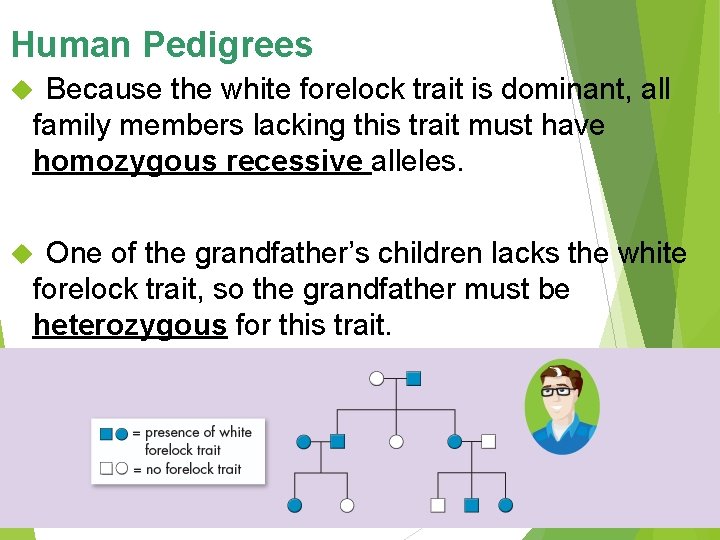 Human Pedigrees Because the white forelock trait is dominant, all family members lacking this