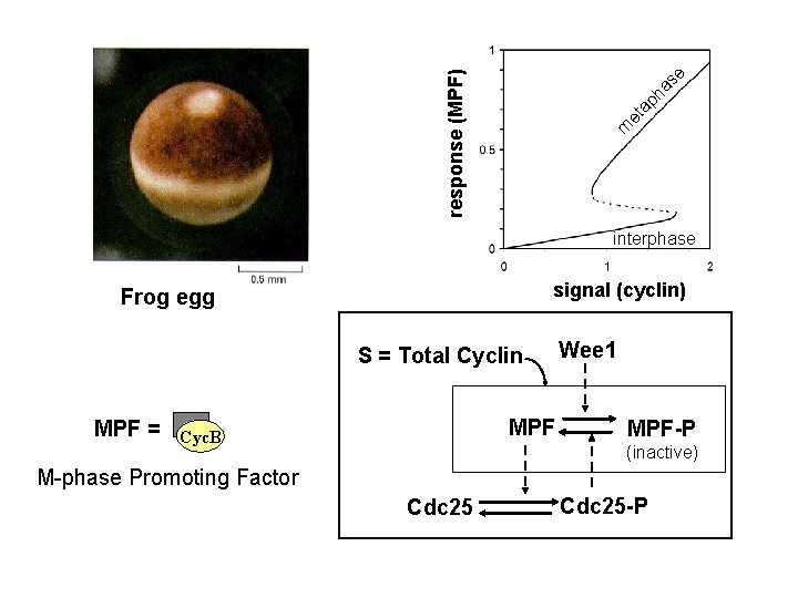 m et a ph as e response (MPF) interphase signal (cyclin) Frog egg S m et a ph as e response (MPF) interphase signal (cyclin) Frog egg S