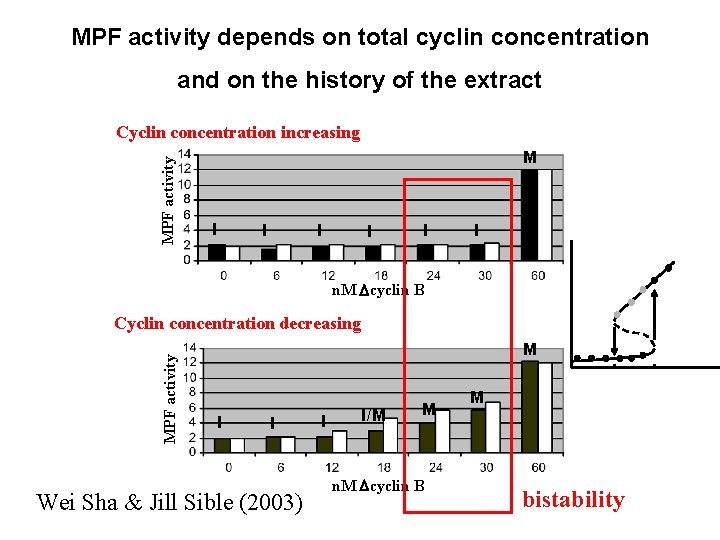 MPF activity depends on total cyclin concentration and on the history of the extract MPF activity depends on total cyclin concentration and on the history of the extract