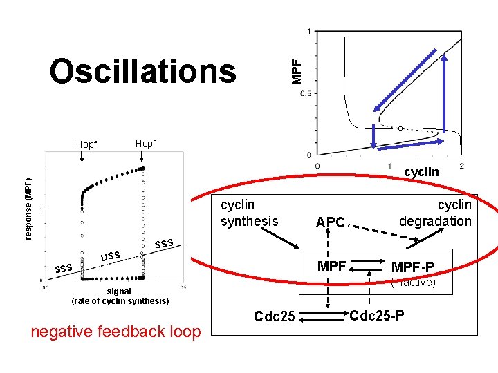 MPF Oscillations Hopf response (MPF) cyclin synthesis sss uss APC cyclin degradation sss MPF MPF Oscillations Hopf response (MPF) cyclin synthesis sss uss APC cyclin degradation sss MPF