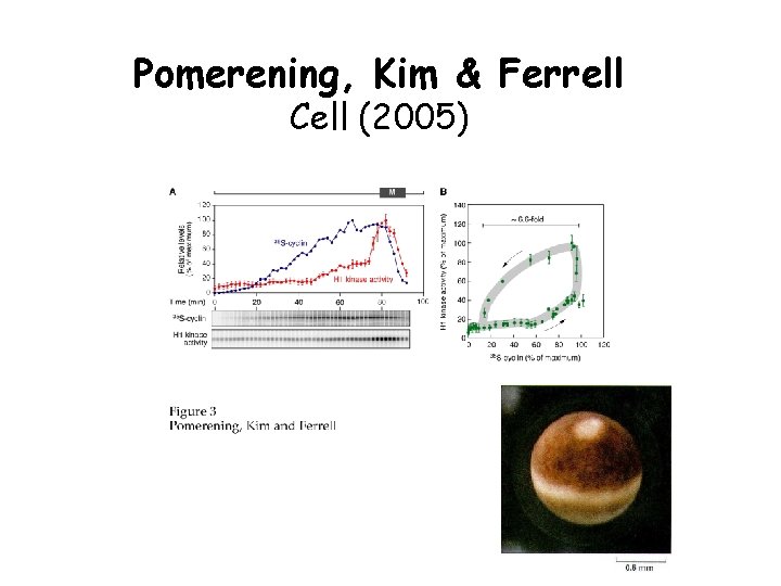 Pomerening, Kim & Ferrell Cell (2005) Pomerening, Kim & Ferrell Cell (2005)