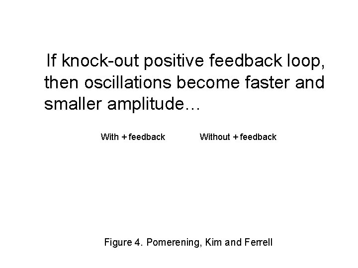 If knock-out positive feedback loop, then oscillations become faster and smaller amplitude… With + If knock-out positive feedback loop, then oscillations become faster and smaller amplitude… With +