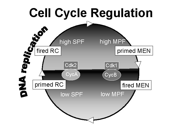 Cell Cycle Regulation high SPF high MPF primed MEN fired RC Cdk 2 Cdk Cell Cycle Regulation high SPF high MPF primed MEN fired RC Cdk 2 Cdk