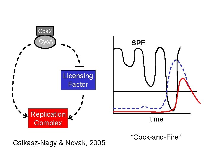 Cdk 2 Cyc. A SPF Licensing Factor Replication Complex Csikasz-Nagy & Novak, 2005 time Cdk 2 Cyc. A SPF Licensing Factor Replication Complex Csikasz-Nagy & Novak, 2005 time
