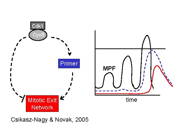 Cdk 1 Cyc. B Primer Mitotic Exit Network Csikasz-Nagy & Novak, 2005 MPF time Cdk 1 Cyc. B Primer Mitotic Exit Network Csikasz-Nagy & Novak, 2005 MPF time