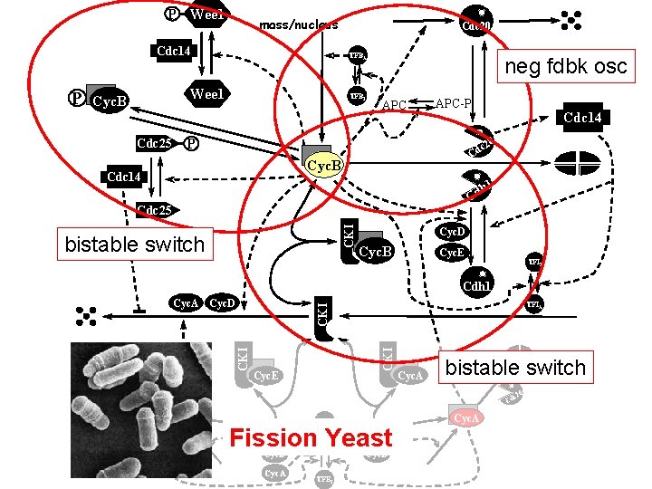 P Wee 1 mass/nucleus Cdc 14 P TFBA Wee 1 Cyc. B Cdc 25 P Wee 1 mass/nucleus Cdc 14 P TFBA Wee 1 Cyc. B Cdc 25