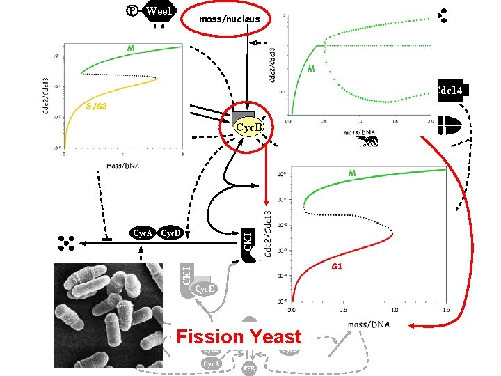 P Wee 1 mass/nucleus Cdc 14 TFBA M Wee 1 Cyc. B S/G 2 P Wee 1 mass/nucleus Cdc 14 TFBA M Wee 1 Cyc. B S/G 2