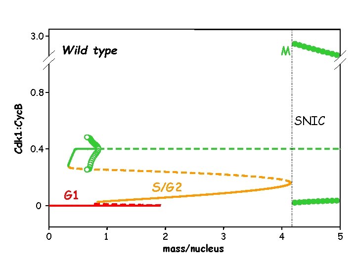 3. 0 Wild type M Cdk 1: Cyc. B 0. 8 SNIC 0. 4 3. 0 Wild type M Cdk 1: Cyc. B 0. 8 SNIC 0. 4